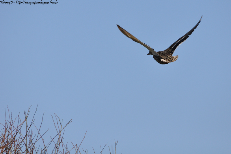 DSC_6103.jpg