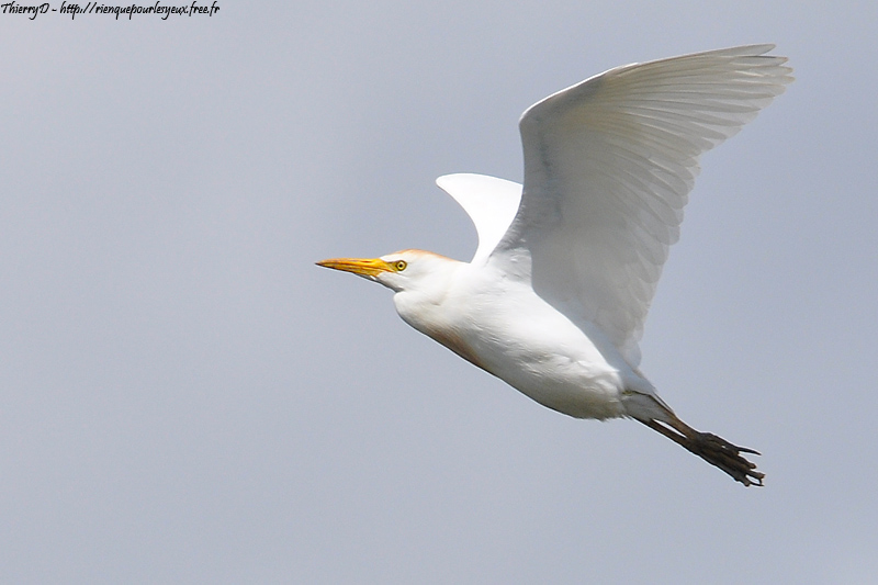 DSC_9106.jpg