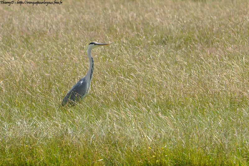 DSC_9623.jpg