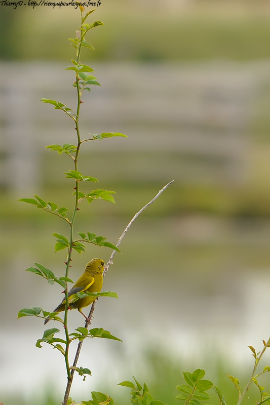 DSC_9929.jpg