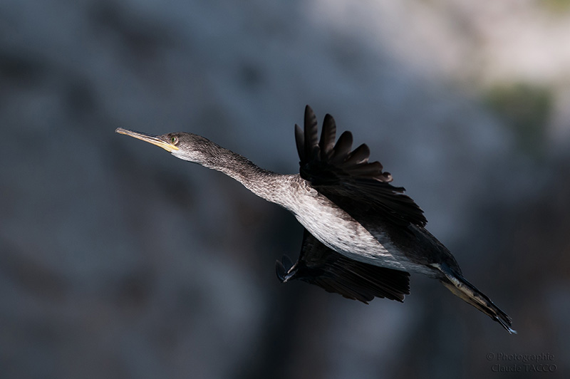 Cormoran.jpg