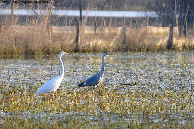 DSC_0439.jpg