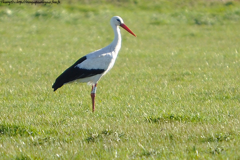 DSC_1374.jpg