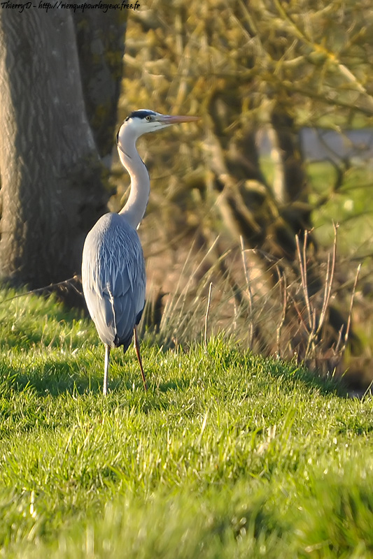 DSC_1598.jpg