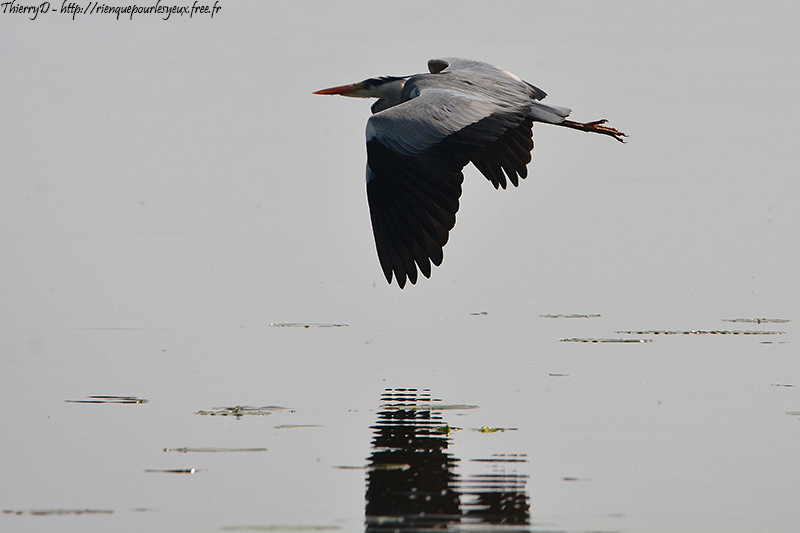 DSC_2153.jpg