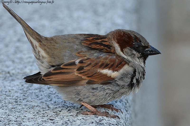 DSC_3372.jpg