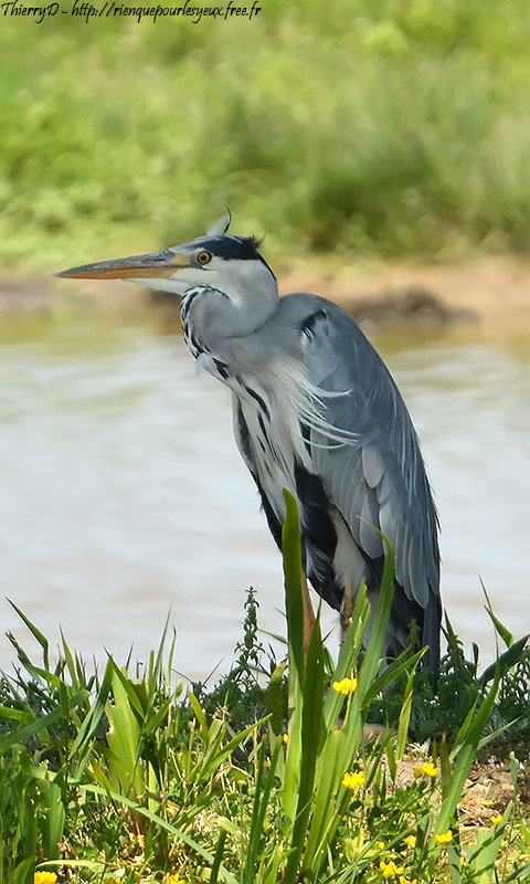 DSC_4816.jpg