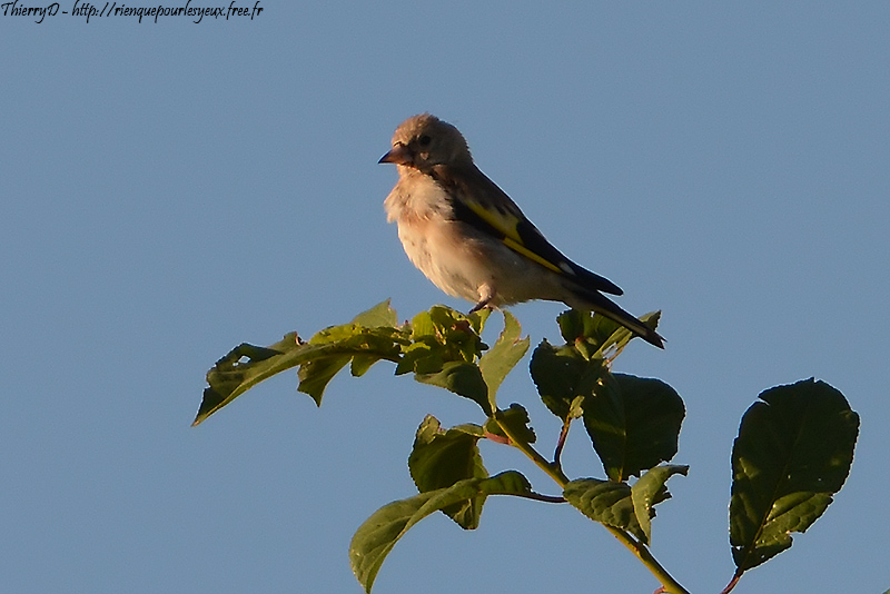 DSC_7413.jpg