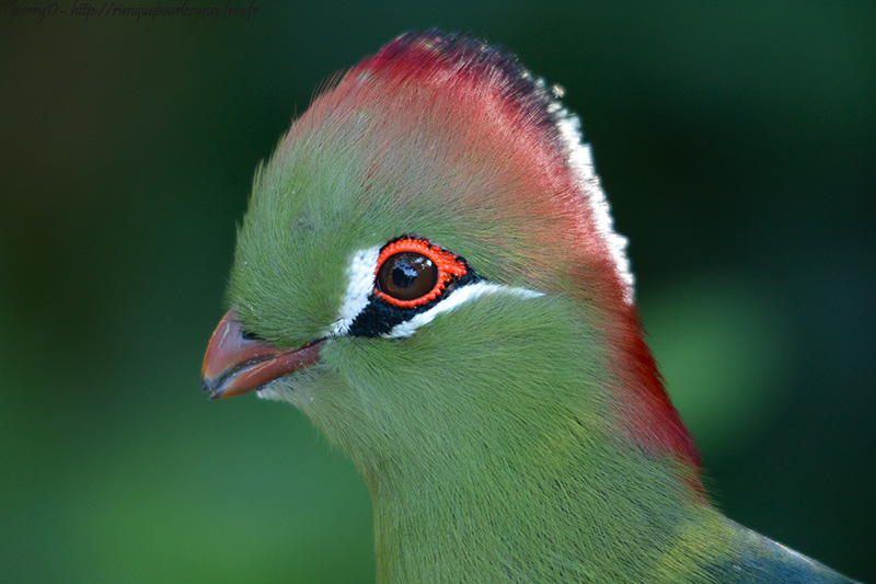 DSC_1300.jpg