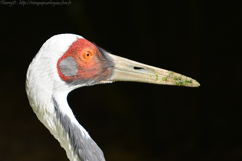 DSC_0955.jpg