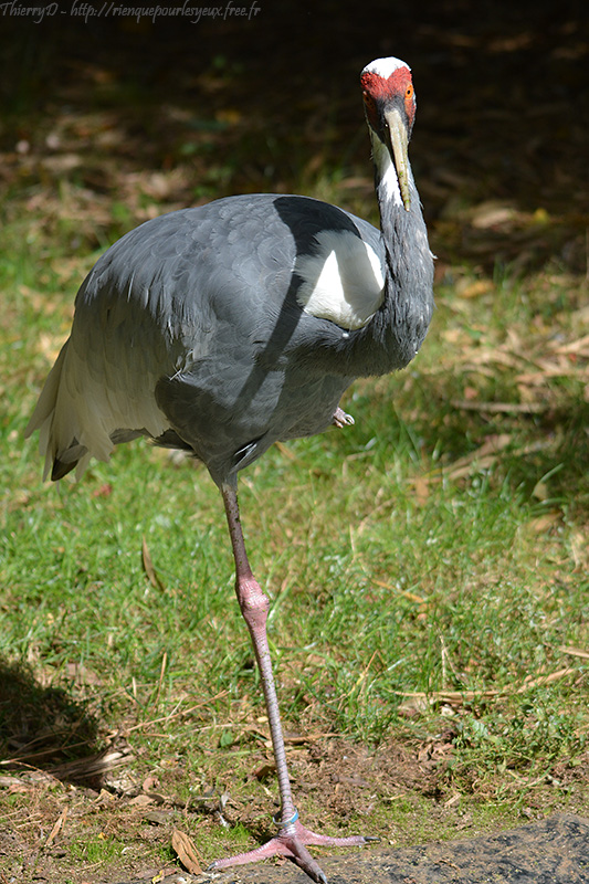 DSC_0959.jpg