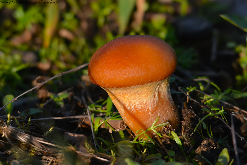 DSC_4139.jpg