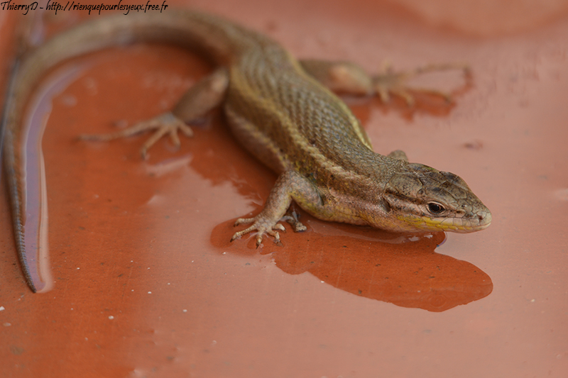 DSC_0560.jpg