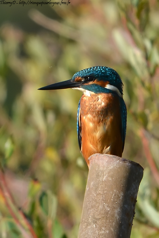 DSC_3410.jpg