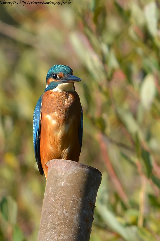 DSC_3413.jpg