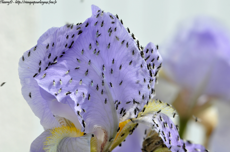 DSC_2909.jpg