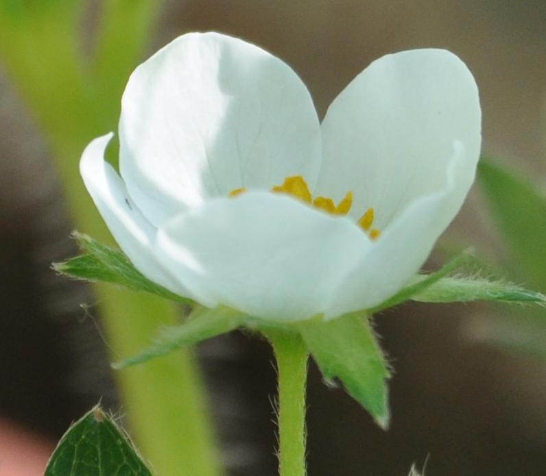 Crop TC F8.JPG