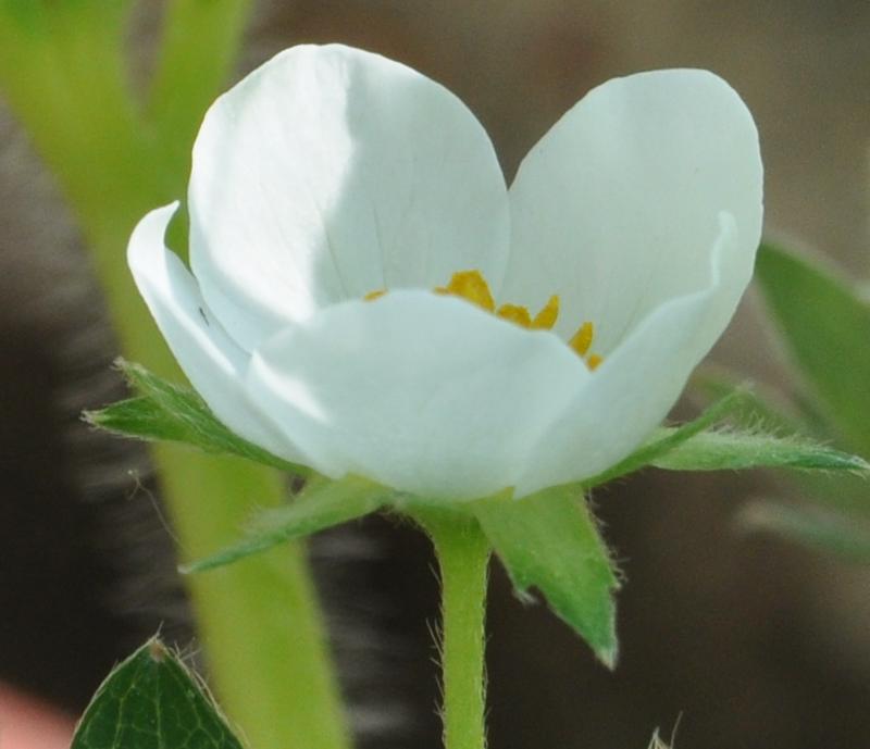 Crop TC F11.JPG