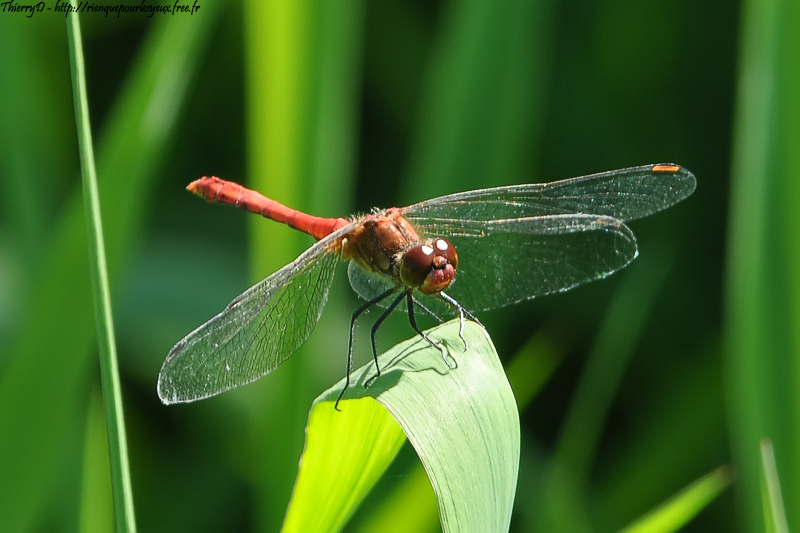 DSC_6559.jpg