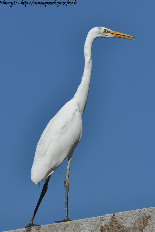 DSC_6732.jpg