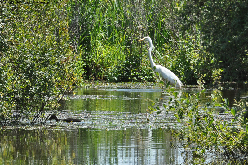 DSC_6672.jpg